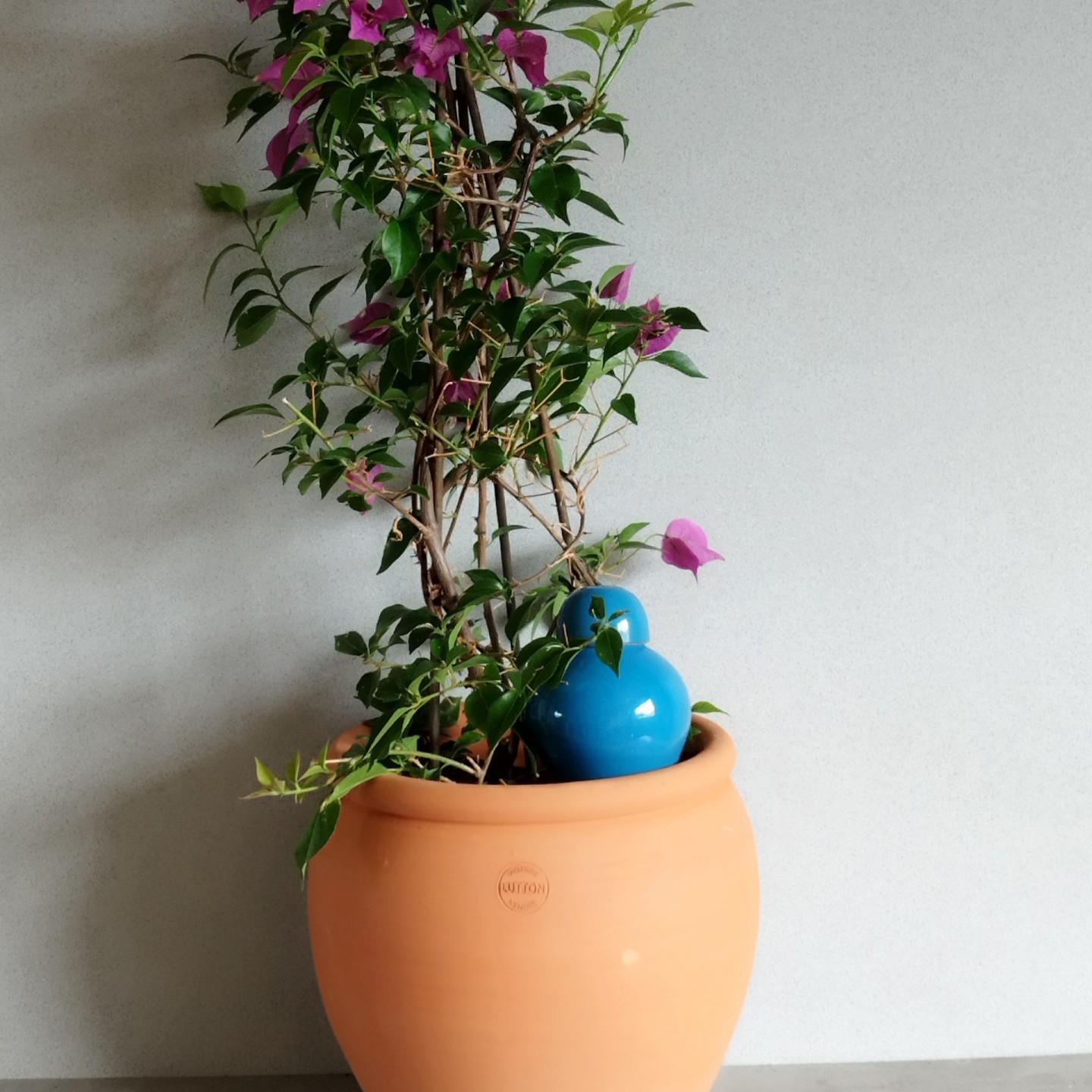 Ollas Sabeur – Ollas Lutton – Autonoomne kastmissüsteem