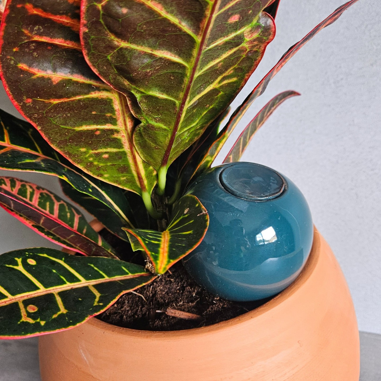 Mini Ollas à Planter Acheter - Ollas Lutton - Diffuseur d'eau autonome