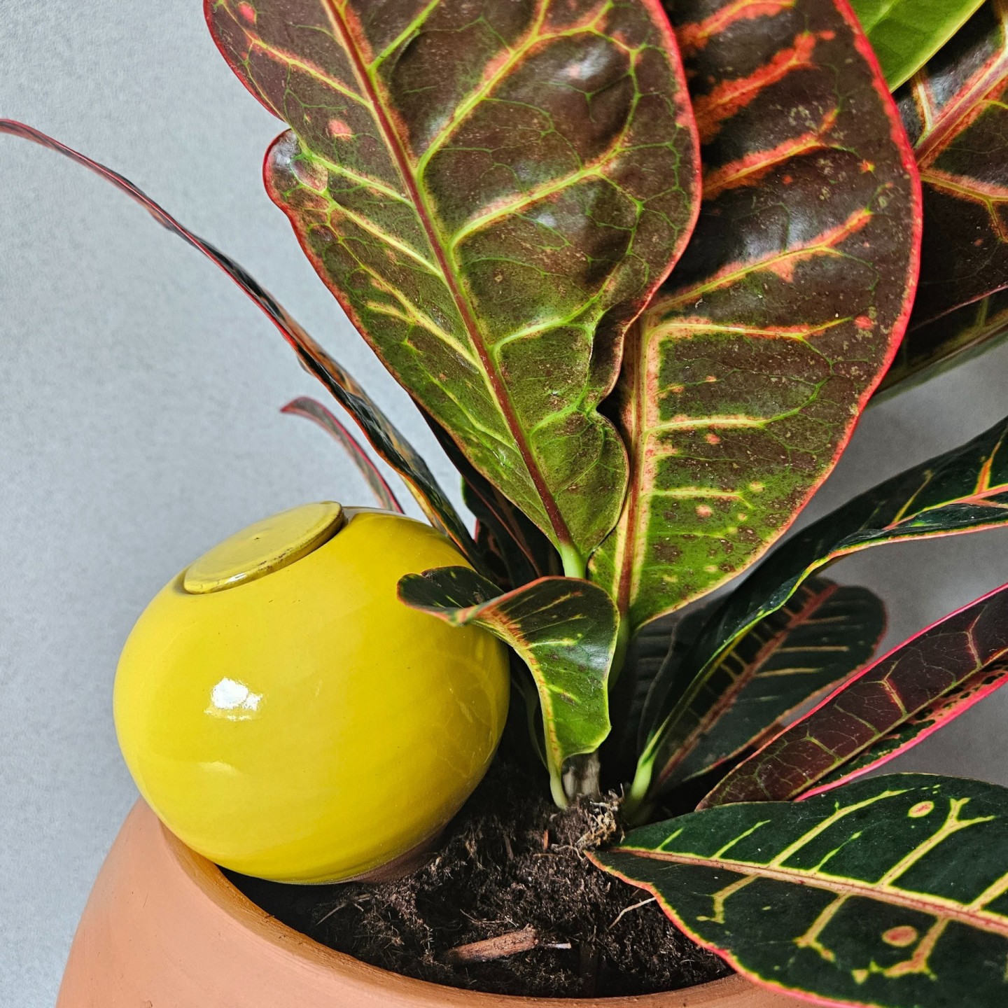 Mini Ollas à Planter Acheter - Ollas Lutton - Diffuseur d'eau autonome