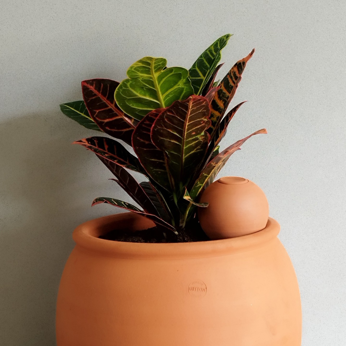 Offrez un arrosage parfait avec notre Coffret d'Ollas pour vos Plantes