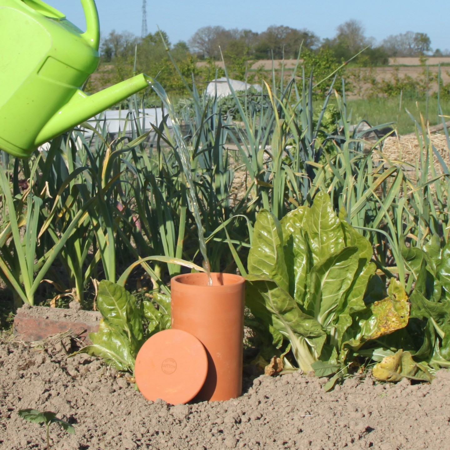 Arrosage Autonome et Écologique avec les Ollas Tube à Enterrer