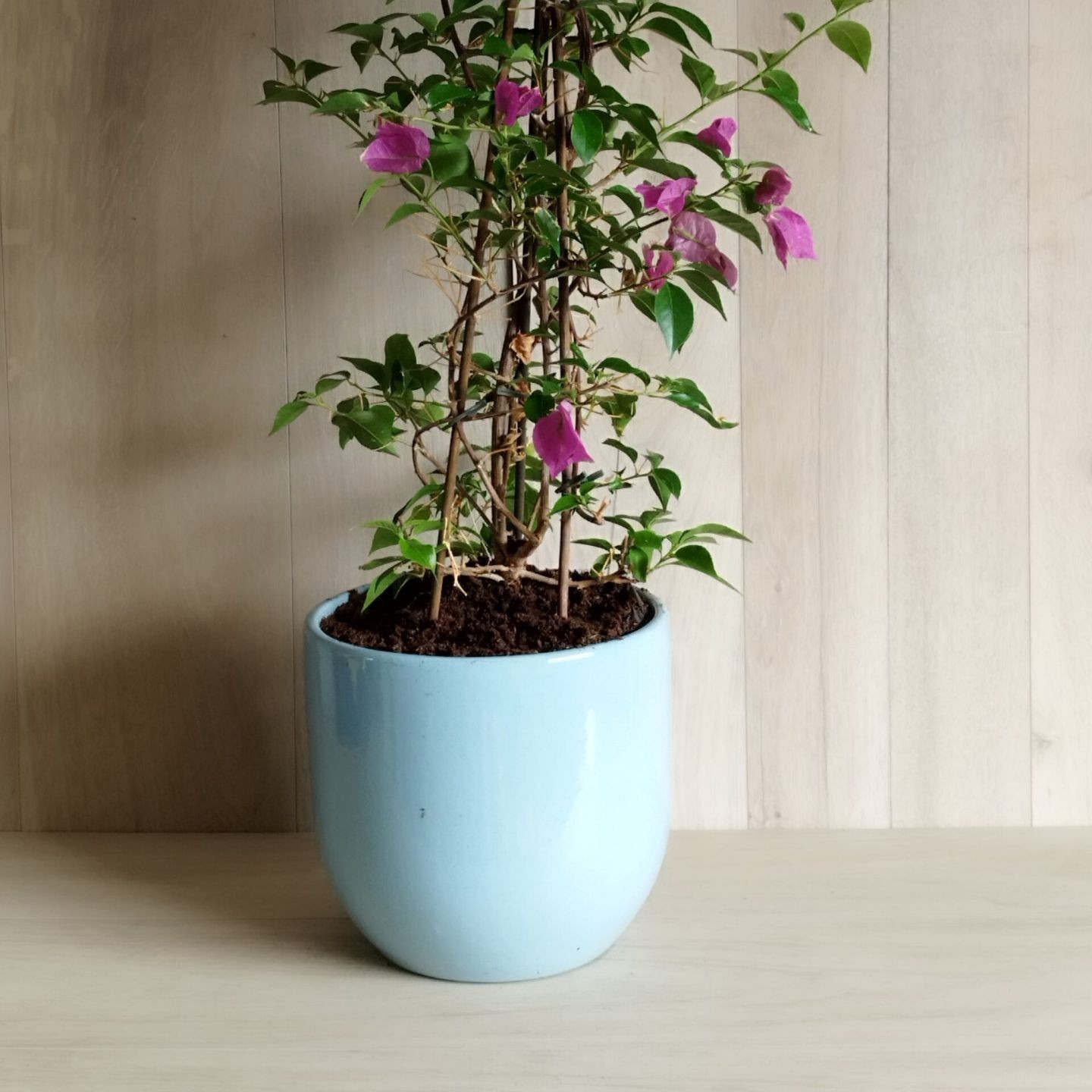 Cache-Pots Contemporains de La Poterie Lutton – Élégance et Design pour Vos Plantes