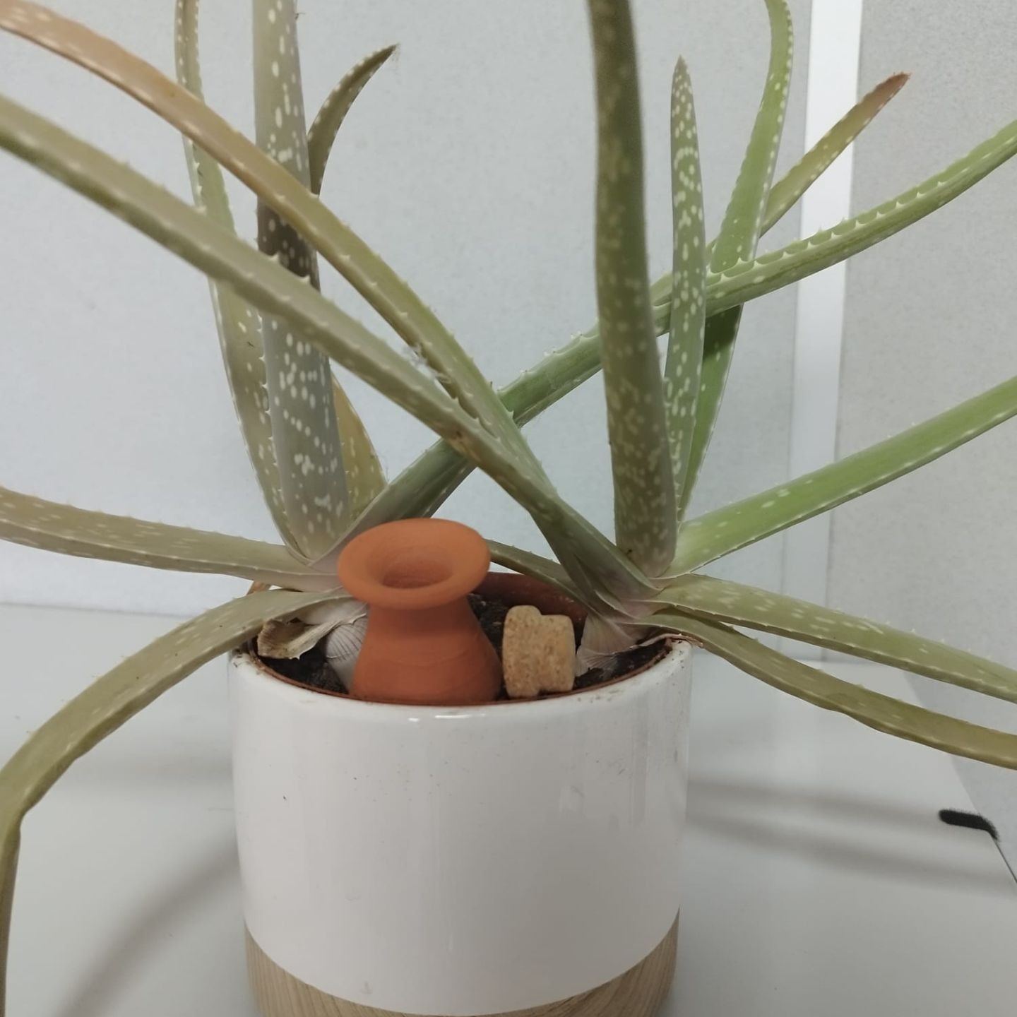 Lot de 6 ollas extramini - Prix Imbattable à 10,20€