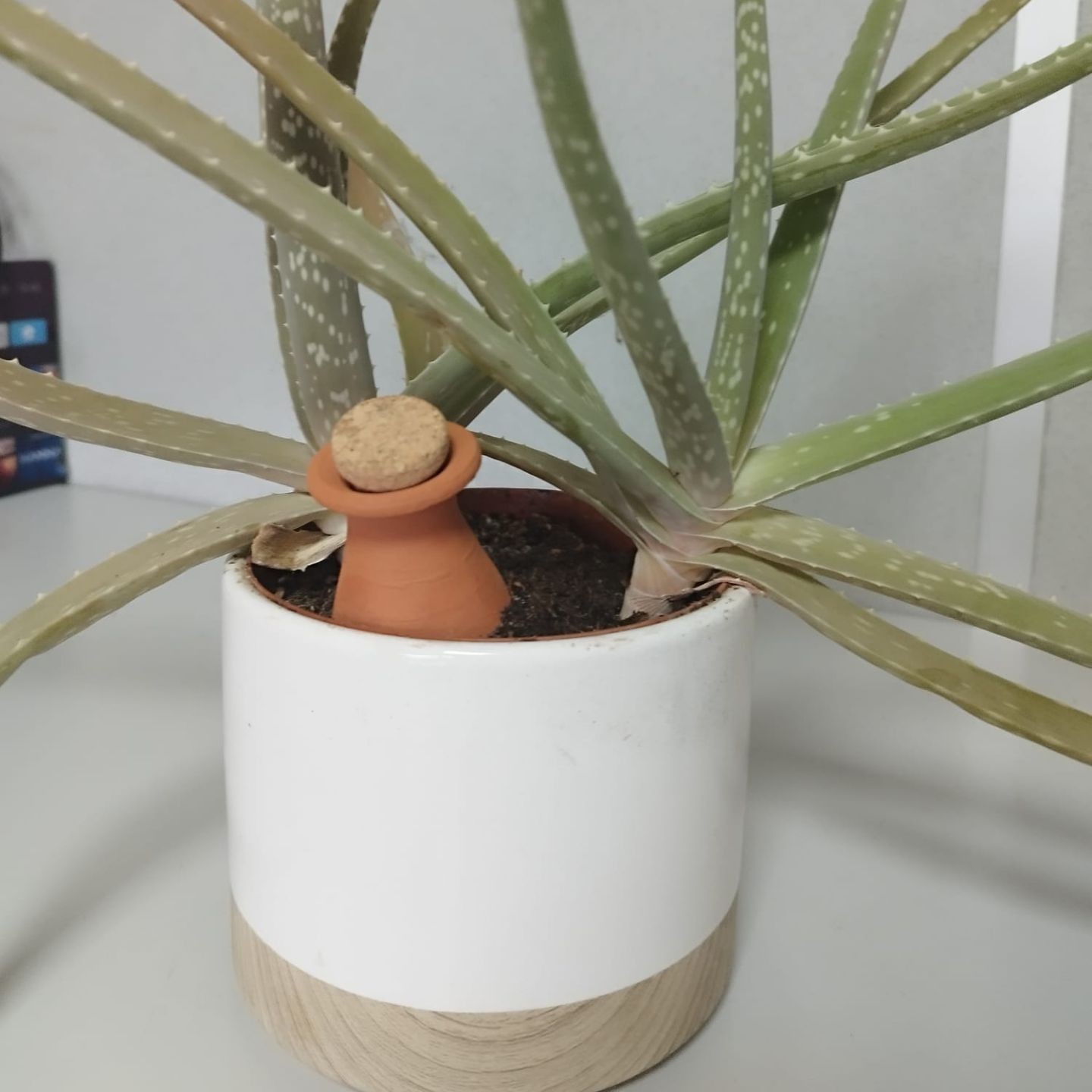 Lot de 6 ollas extramini - Prix Imbattable à 10,20€