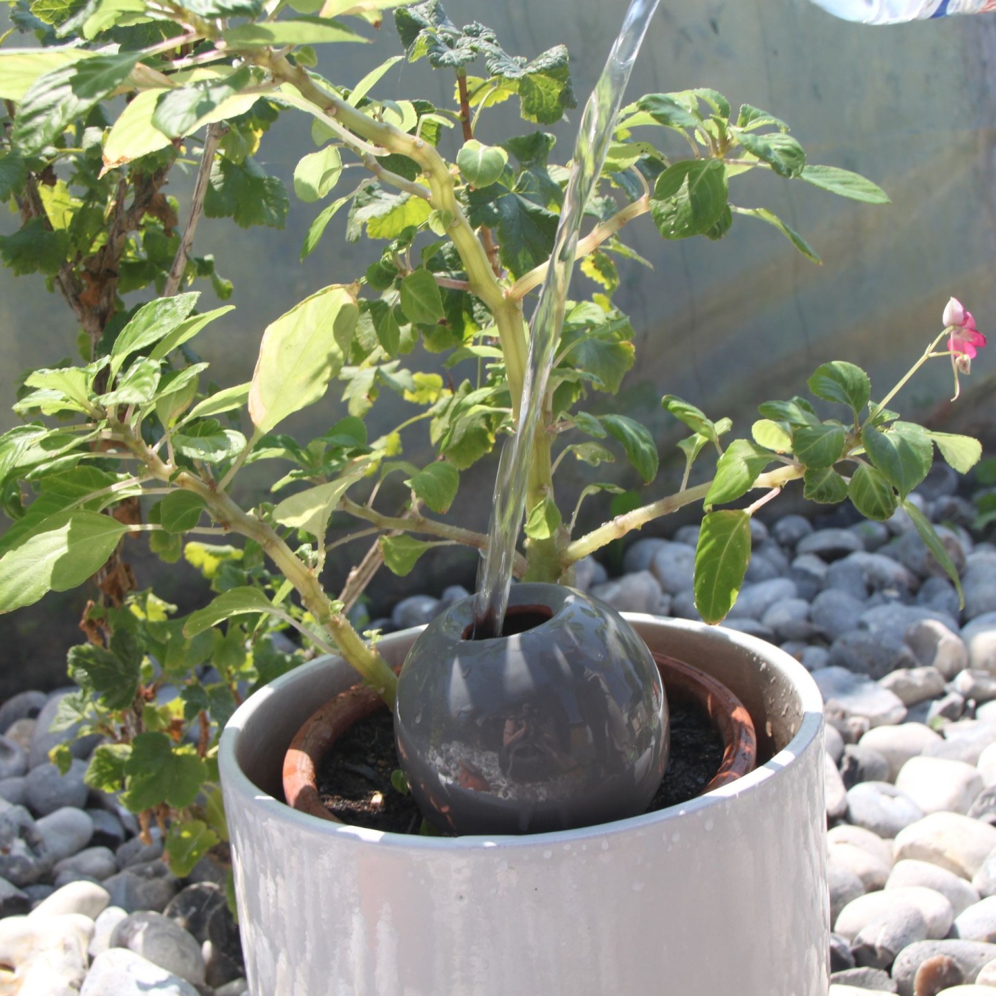 Ollas à Planter Medium -  Fabrication 100% artisanale en Vendée.