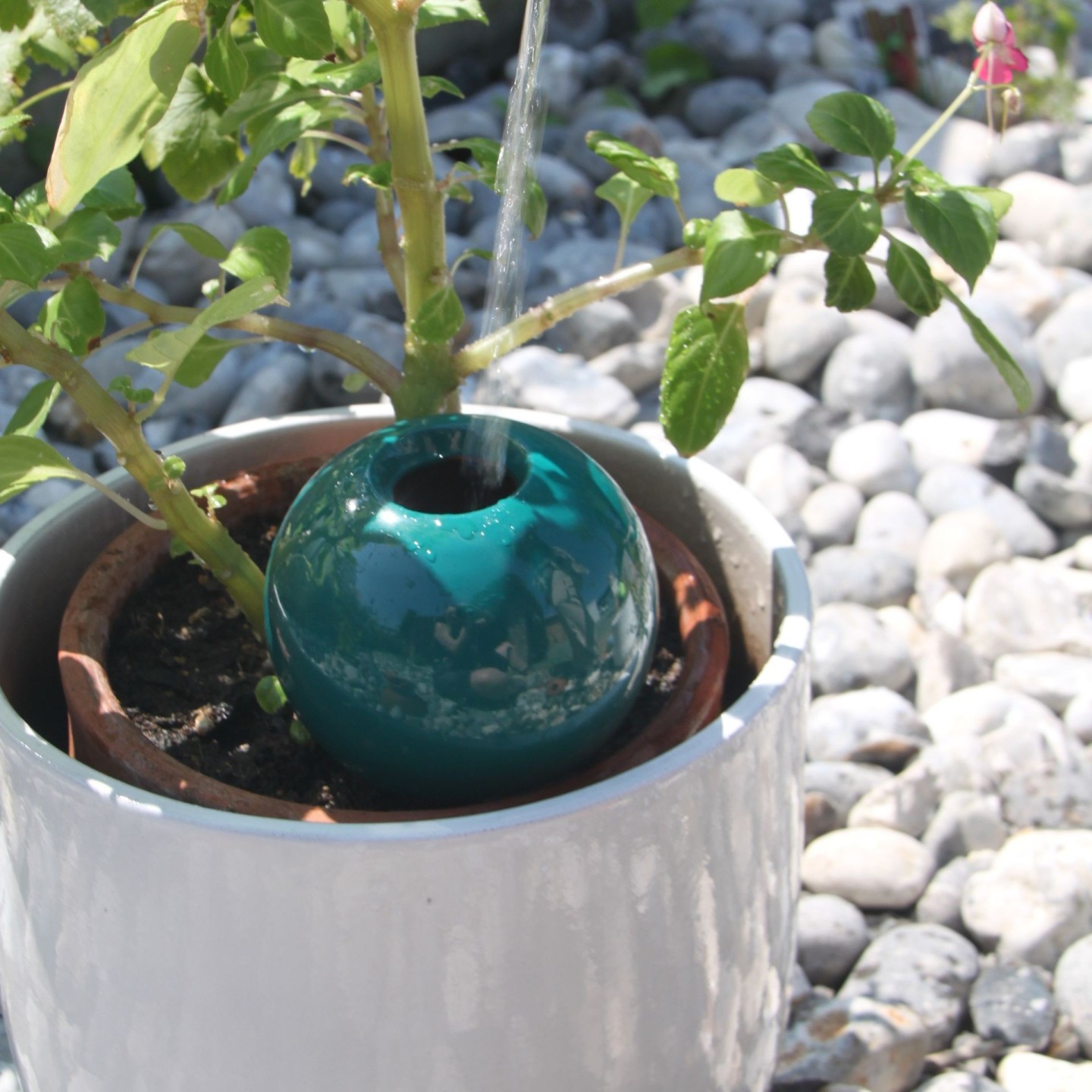 Ollas à Planter Medium – Poterie artisanale française | Arrosage naturel et durable – Ollas Lutton