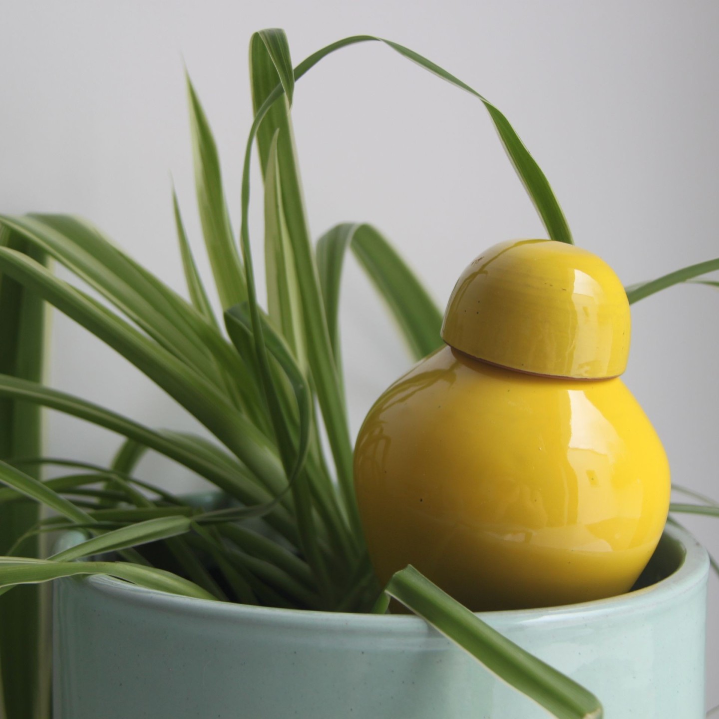 Ollas Sabeur – Ollas Lutton – Autonoomne kastmissüsteem