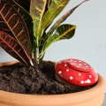 Ollas bolet - Ollas Lutton