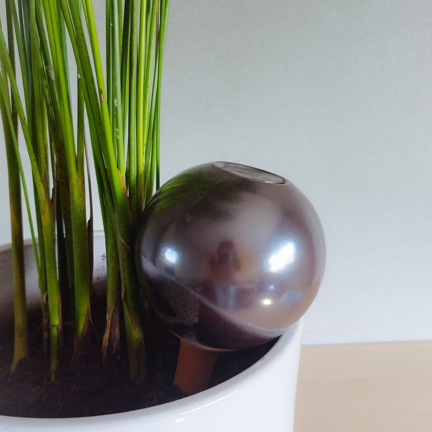 Ollas à Planter Métallique Acheter - Ollas Lutton - Diffuseur d'eau autonome