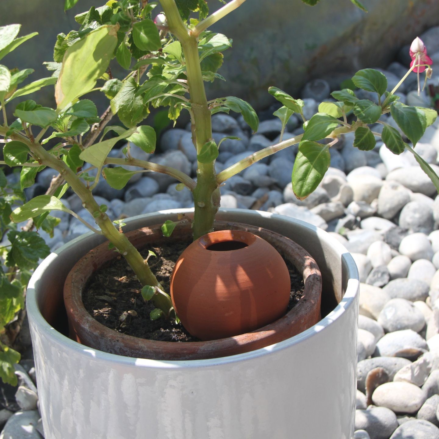 Mini Ollas à Planter Acheter - Ollas Lutton - Diffuseur d'eau autonome