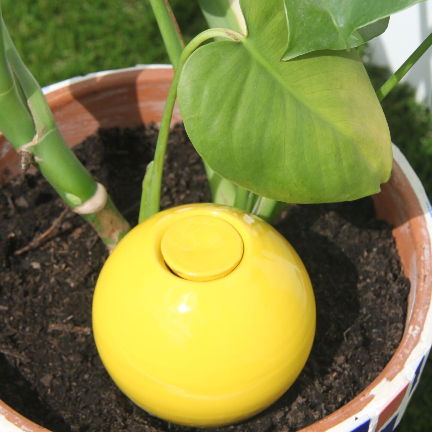 Mini Ollas à Planter Acheter - Ollas Lutton - Diffuseur d'eau autonome