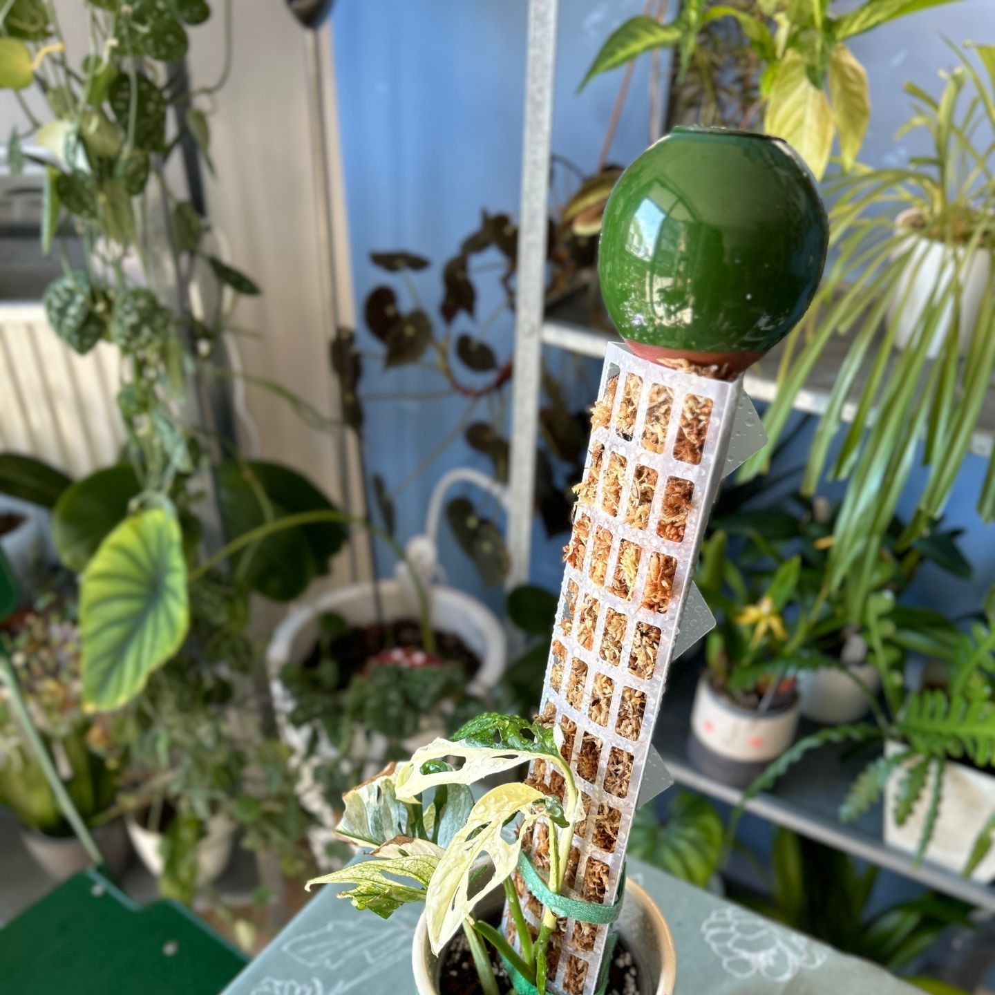 Mini Olla à Planter de 25 cl - Arrosage Autonome et Décoratif pour Plantes d’Intérieur