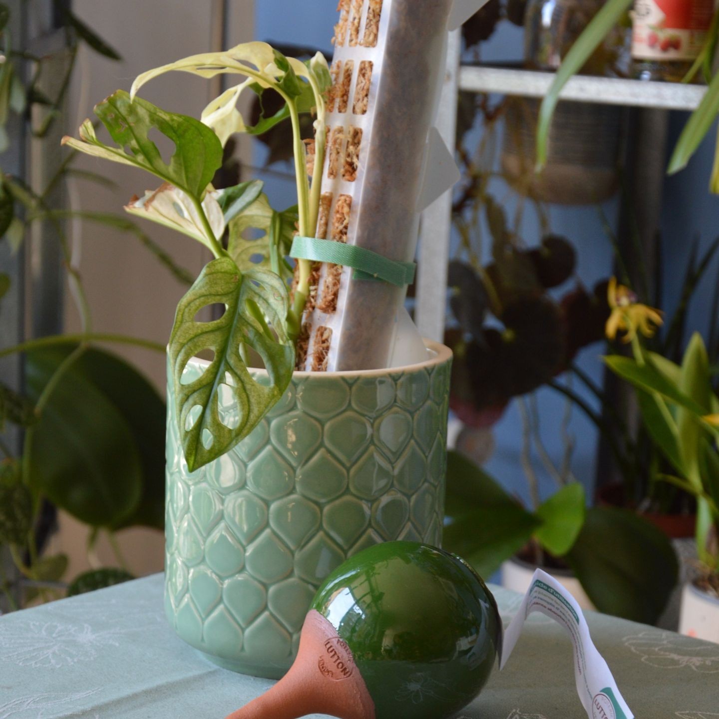 Mini Olla à Planter de 25 cl - Arrosage Autonome et Décoratif pour Plantes d’Intérieur