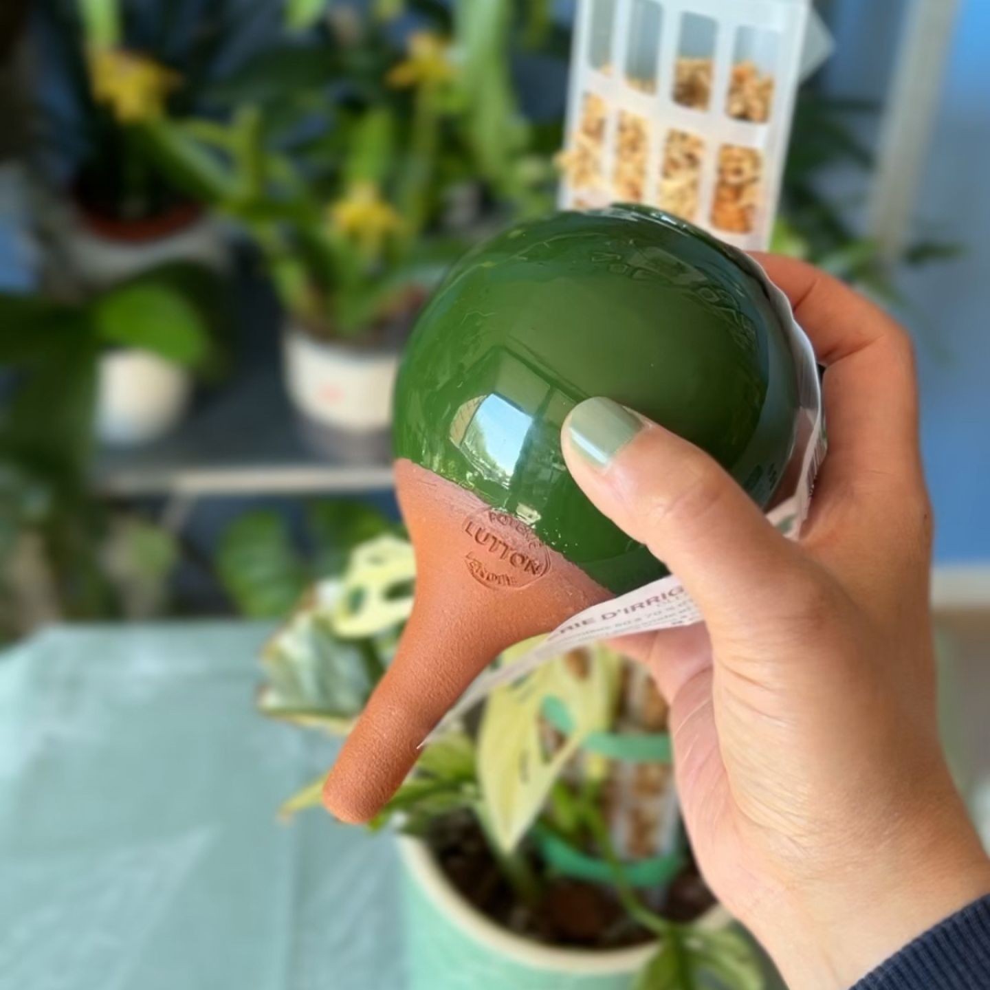 Mini Olla à Planter de 25 cl - Arrosage Autonome et Décoratif pour Plantes d’Intérieur