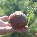 Ollas Galet : L'accessoire d’irrigation naturel pour vos plantes en pot