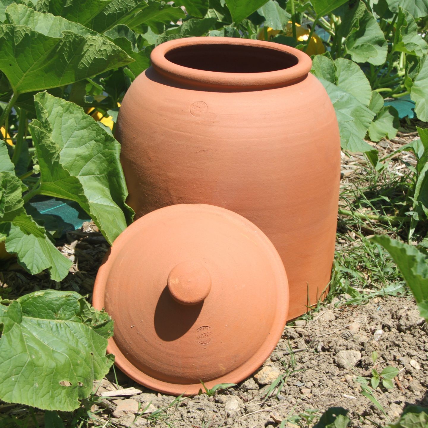 Cloche à Rhubarbe en Terre Cuite - Blanchiment Naturel