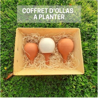 Offrez un arrosage parfait avec notre Coffret d'Ollas pour vos Plantes
