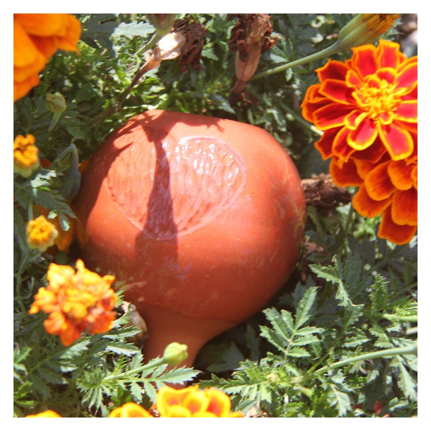 Olla Cœur Gravé – Édition Limitée | Arrosage Naturel pour offrir