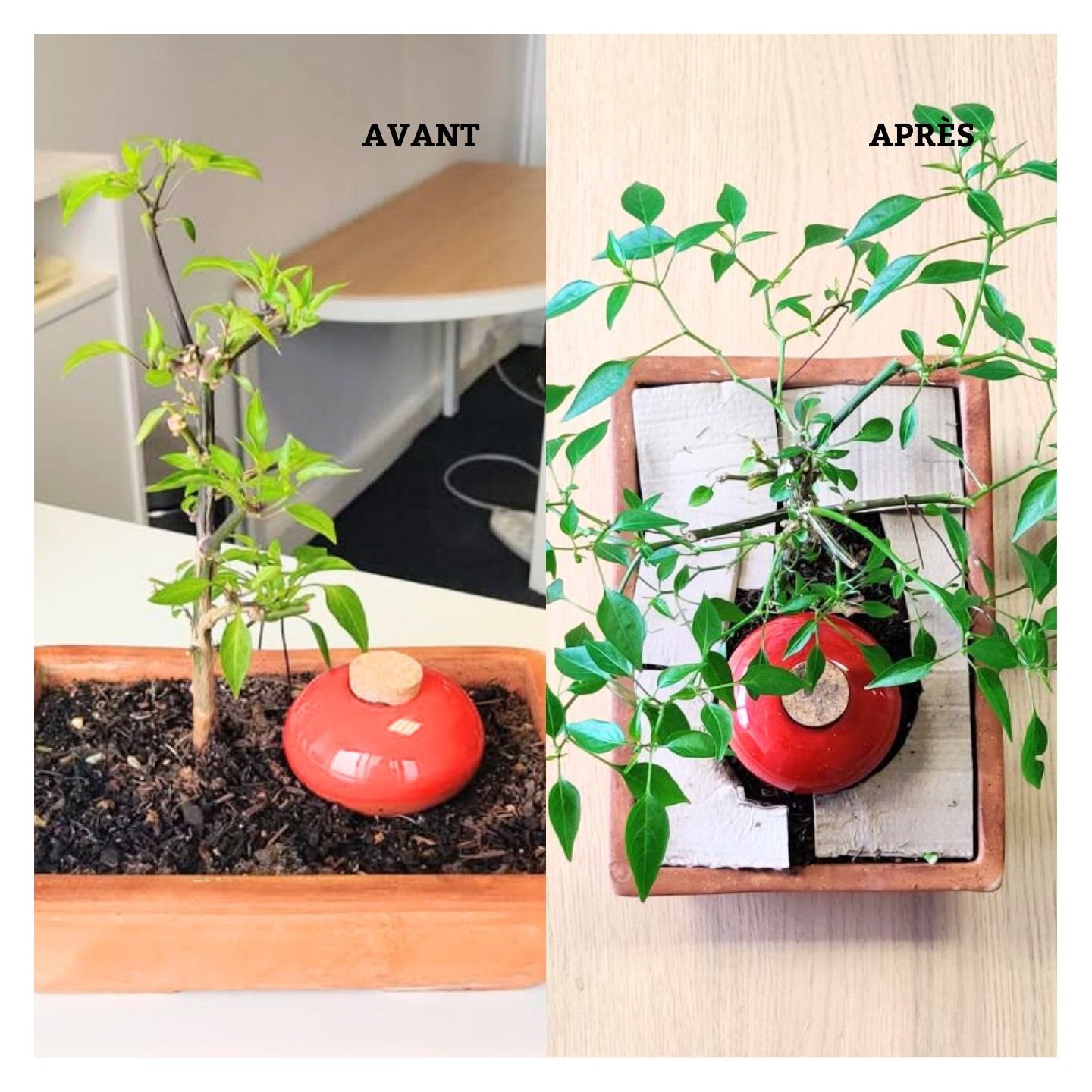 Ollas Galet : L'accessoire d’irrigation naturel pour vos plantes en pot