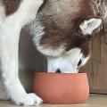 Gamelle en poterie :  le choix sain pour votre chien