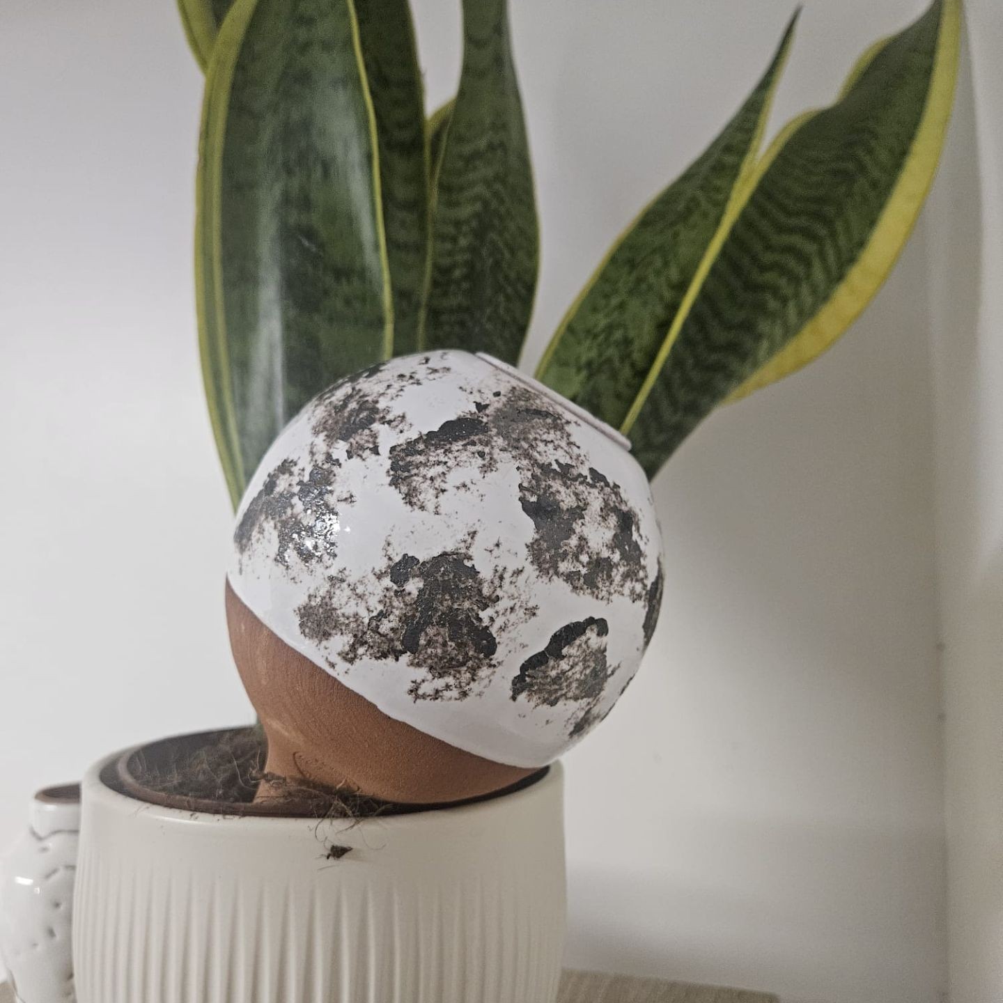 Ollas Tachetées - Arrosage Autonome et Design Unique | Poterie Lutton