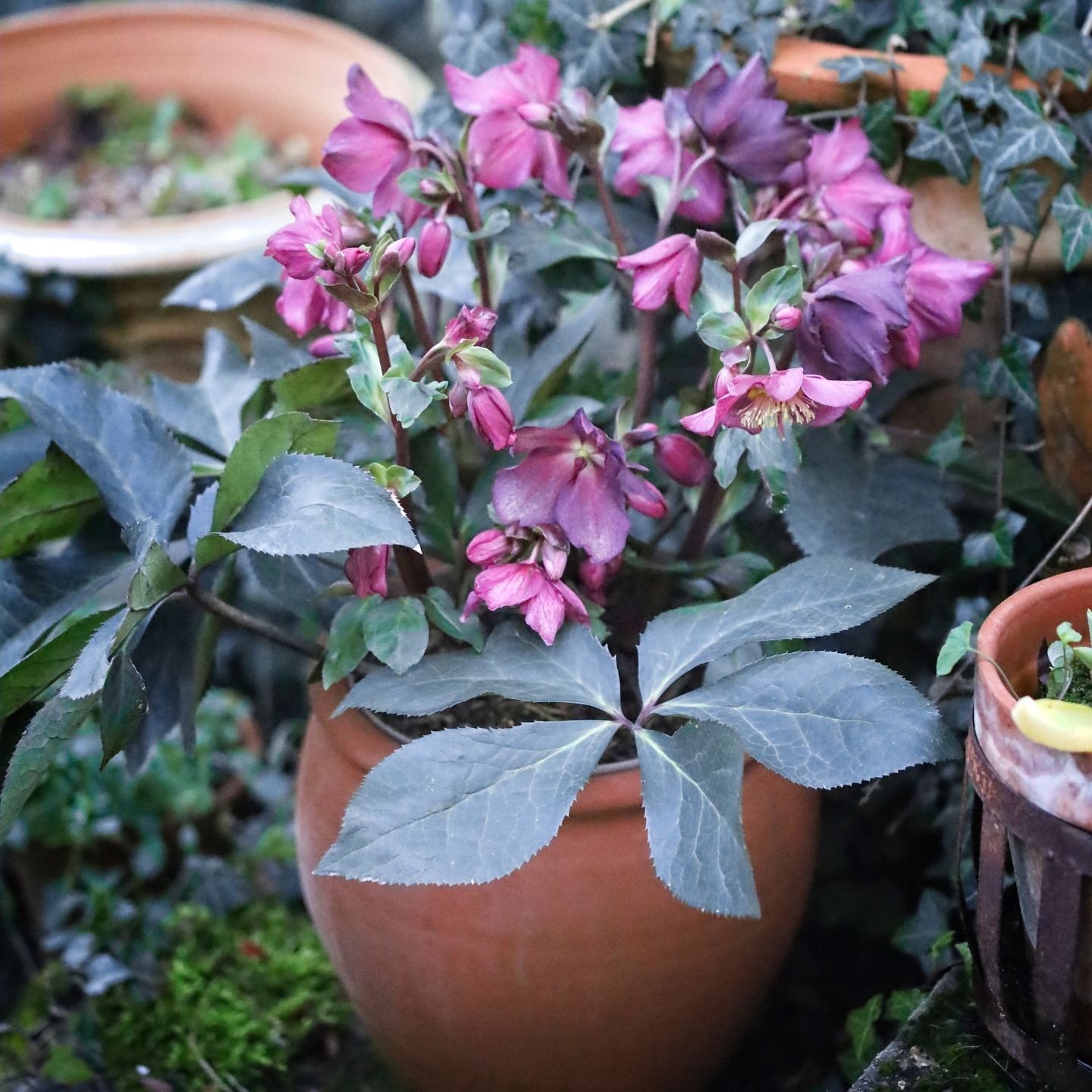 Pot Tradition - Gamme Vendée | Poterie Artisanale Française pour Jardin