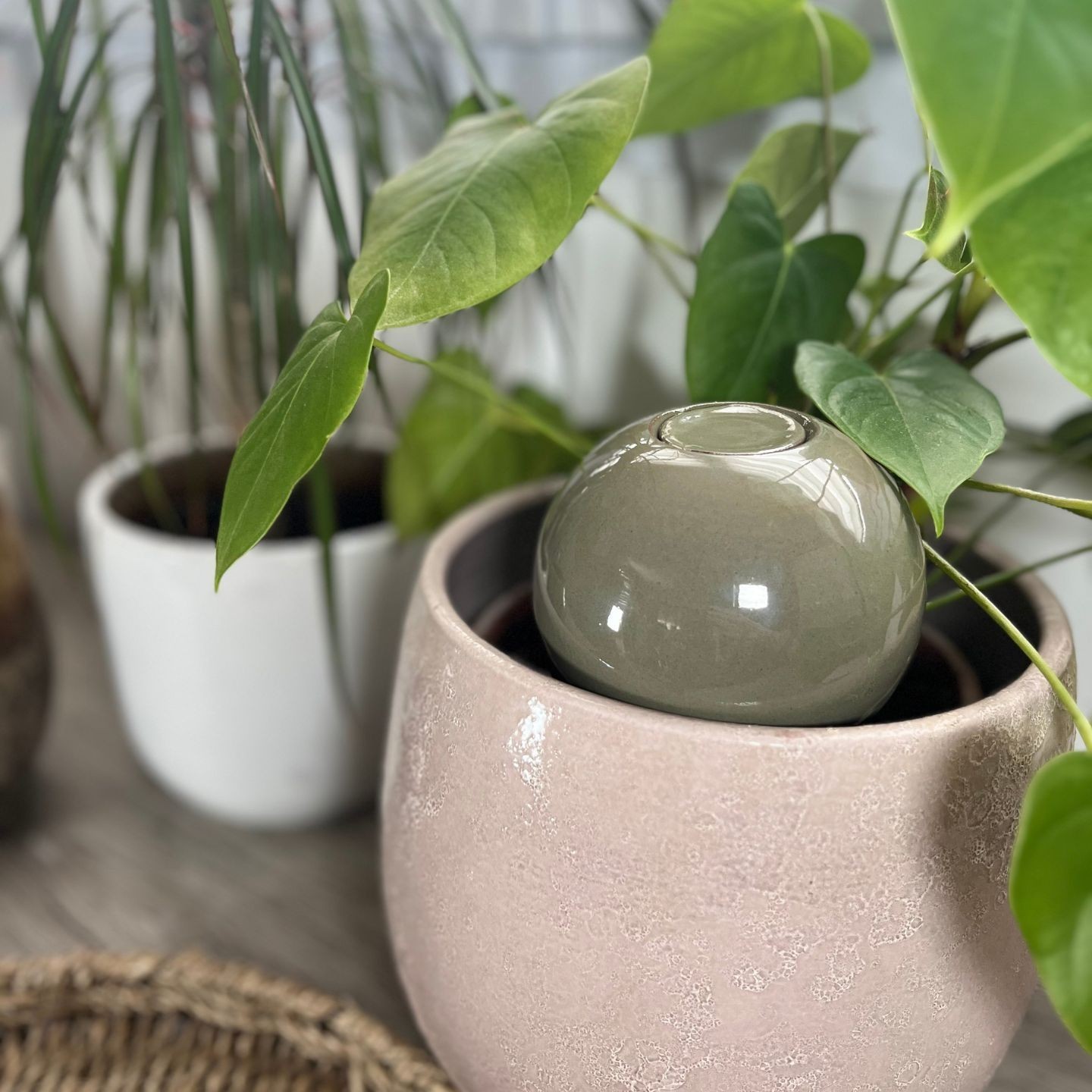 Ollas à Planter Medium -  Fabrication 100% artisanale en Vendée.