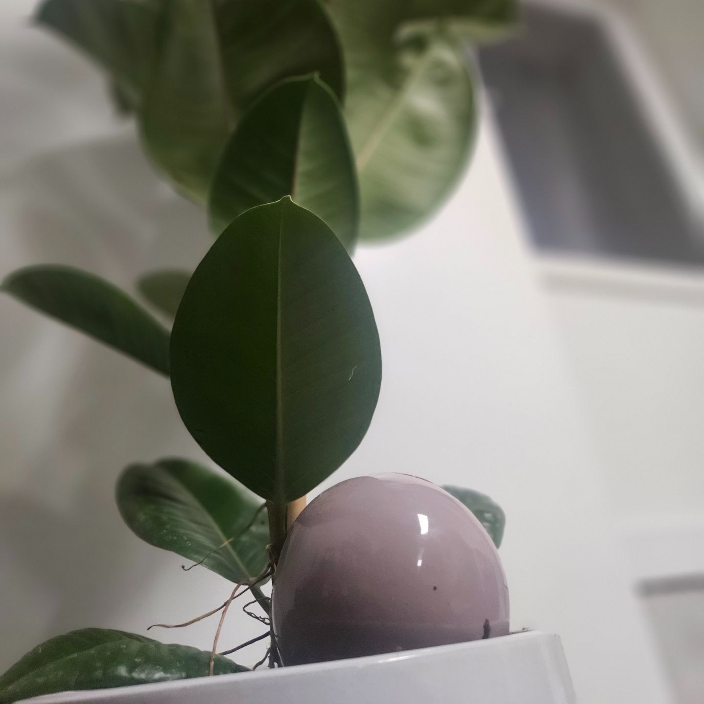 Ollas à Planter Nuancées - Poterie Lutton