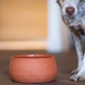 Gamelle en poterie :  le choix sain pour votre chien