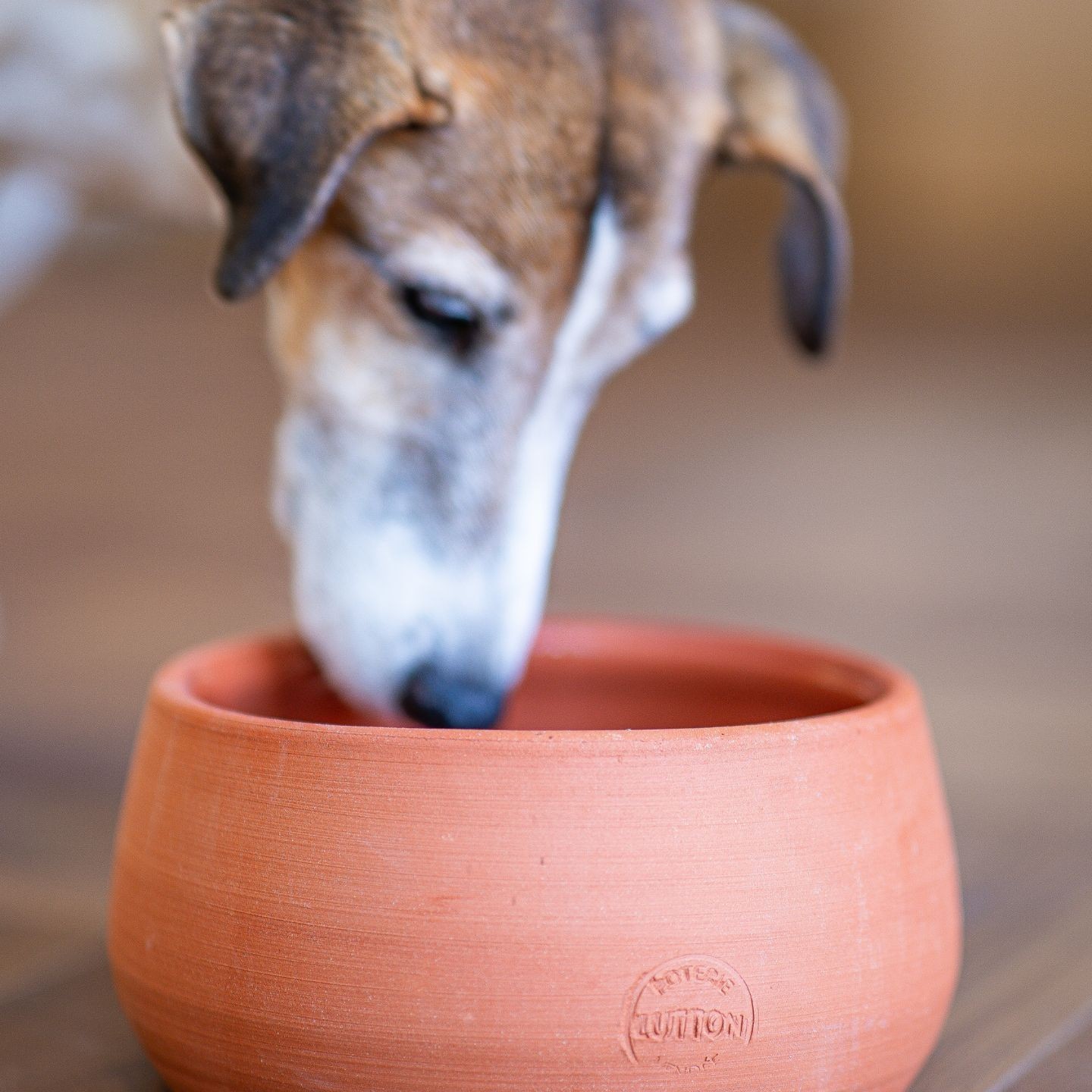 Gamelle en poterie :  le choix sain pour votre chien