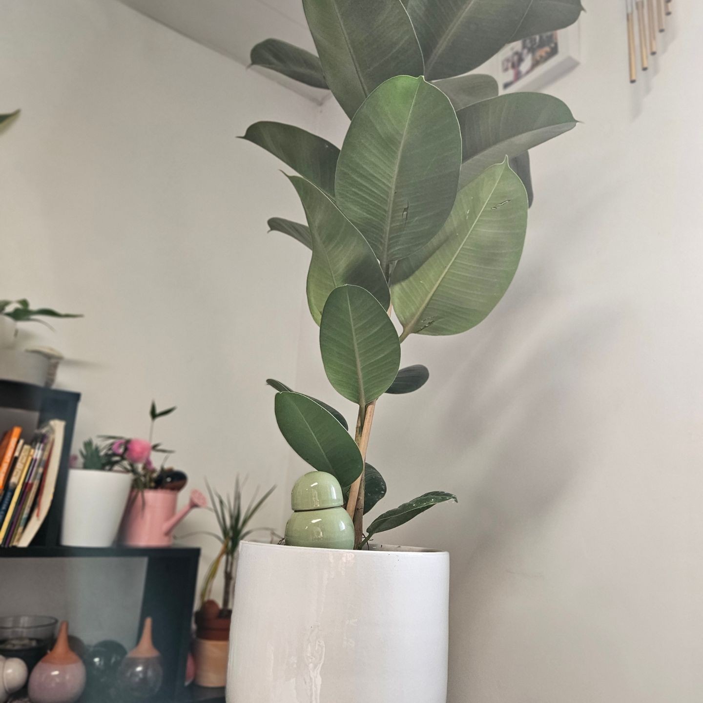 MINI OLLAS A PLANTER SABEUR