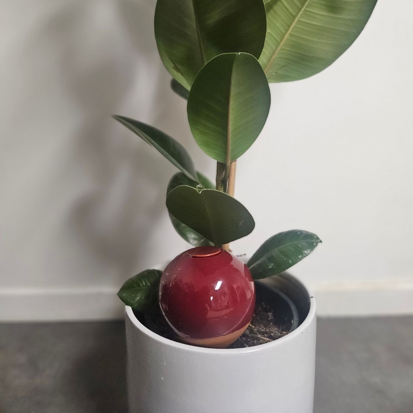 Ollas à Panter Glam - Des couleurs raffinées pour sublimer vos plantations