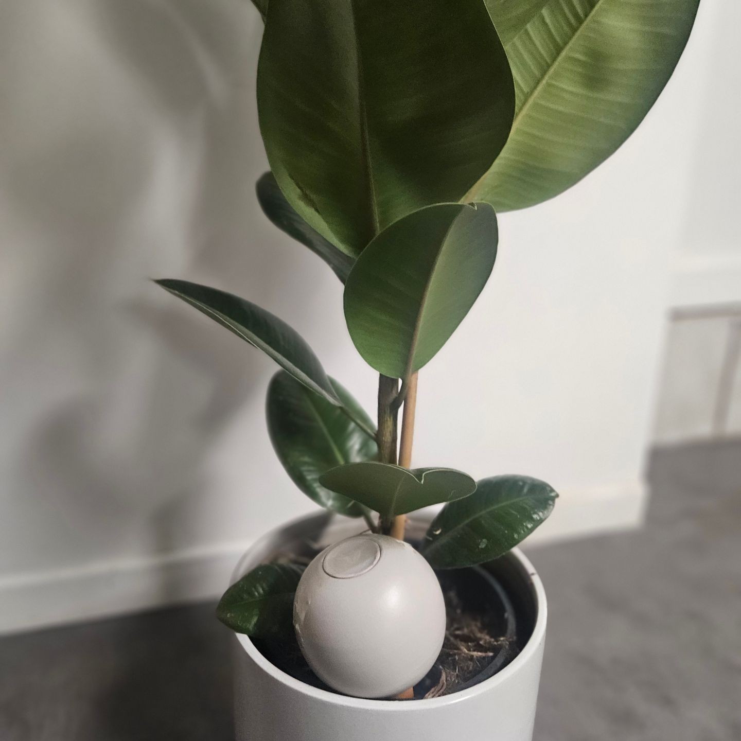 Ollas à planter Glam