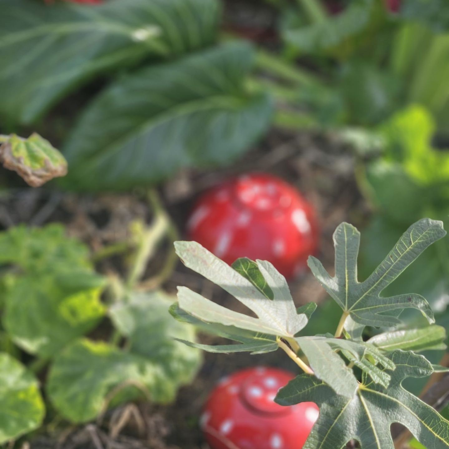 Ollas Champignon - Entre déco féerique et arrosage intelligent