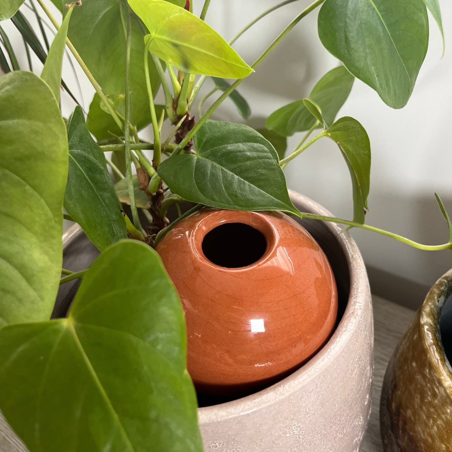 Ollas à Planter Medium -  Fabrication 100% artisanale en Vendée.