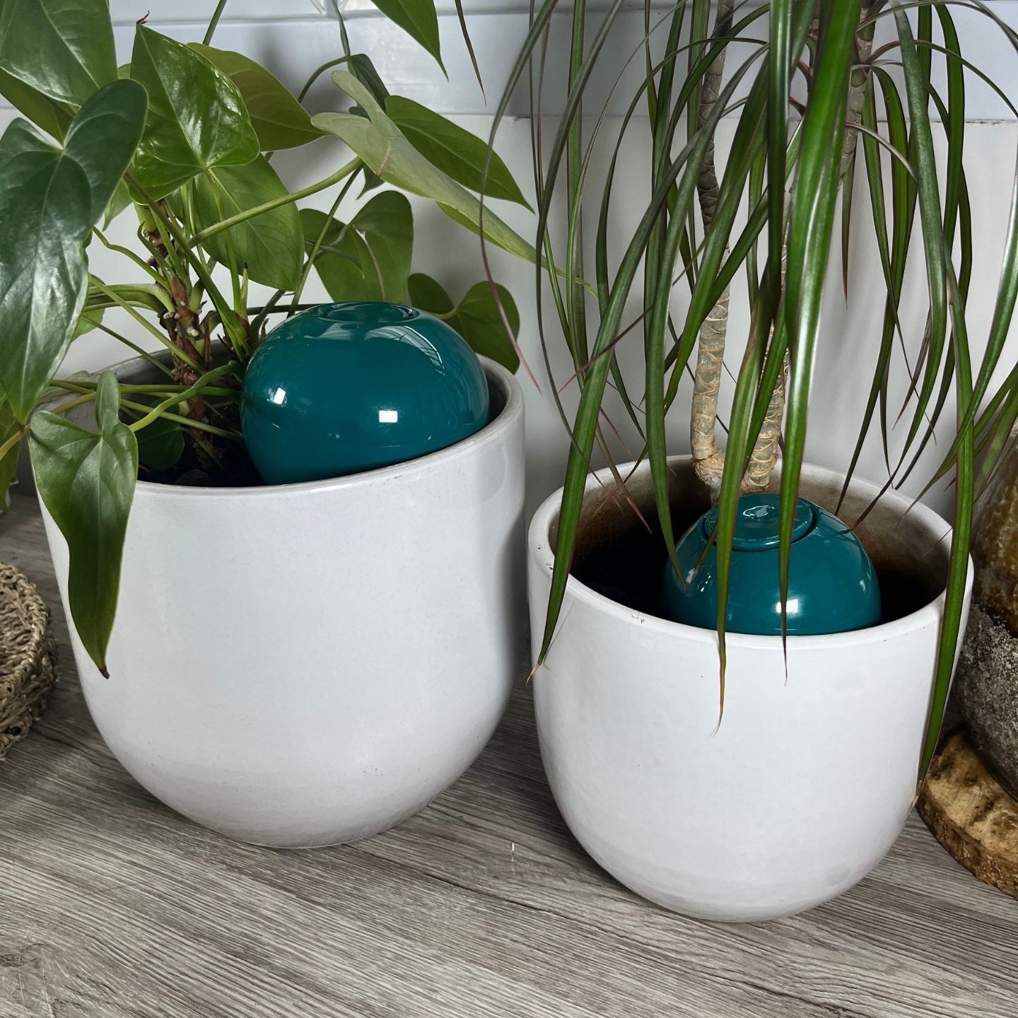 Ollas à Planter Medium – Poterie artisanale française | Arrosage naturel et durable – Ollas Lutton