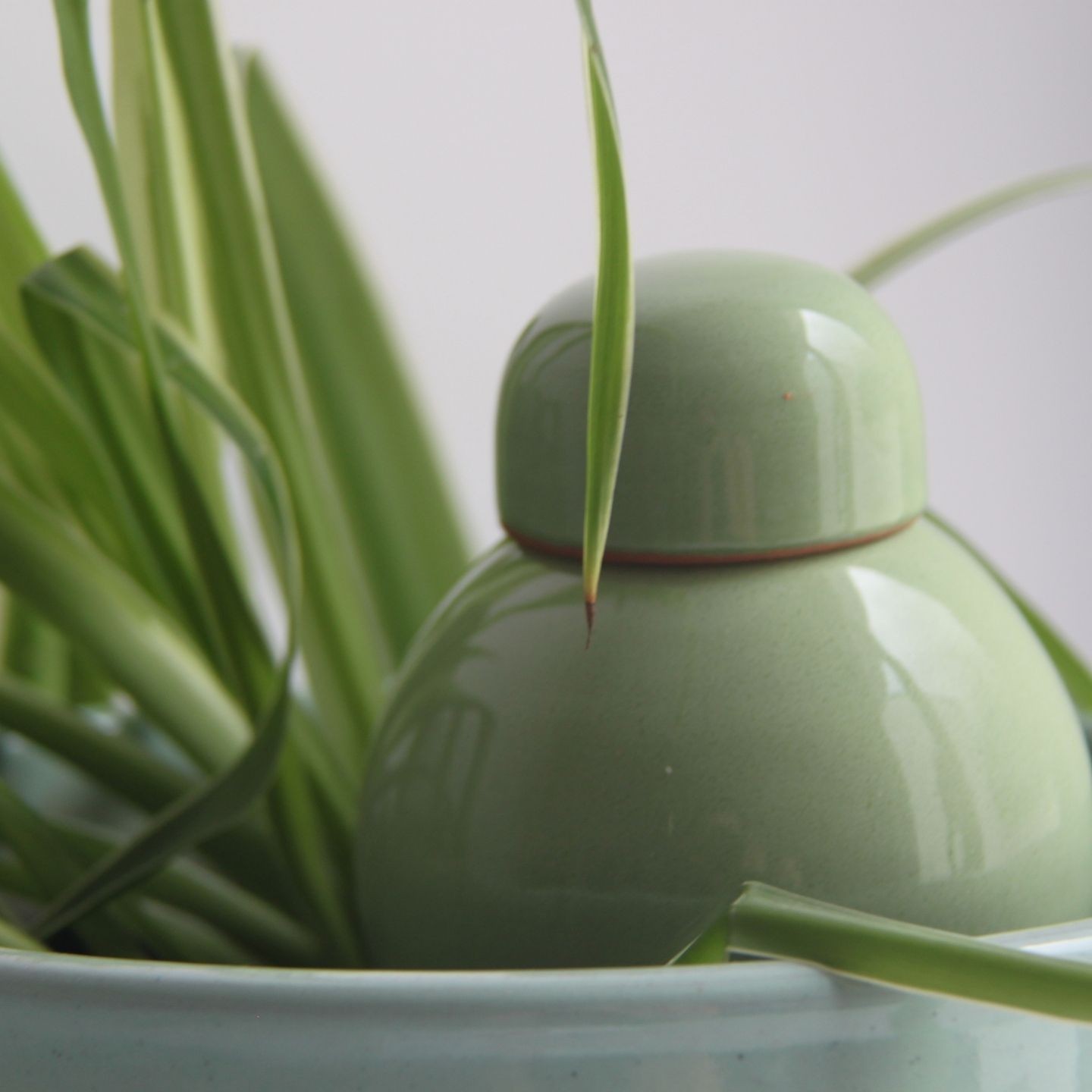 Ollas Sabeur – Ollas Lutton – Autonoomne kastmissüsteem