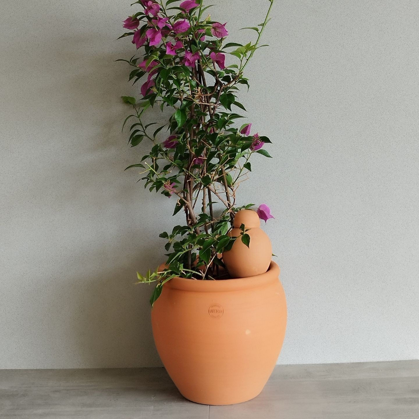 Ollas Sabeur – Ollas Lutton – Autonoomne kastmissüsteem