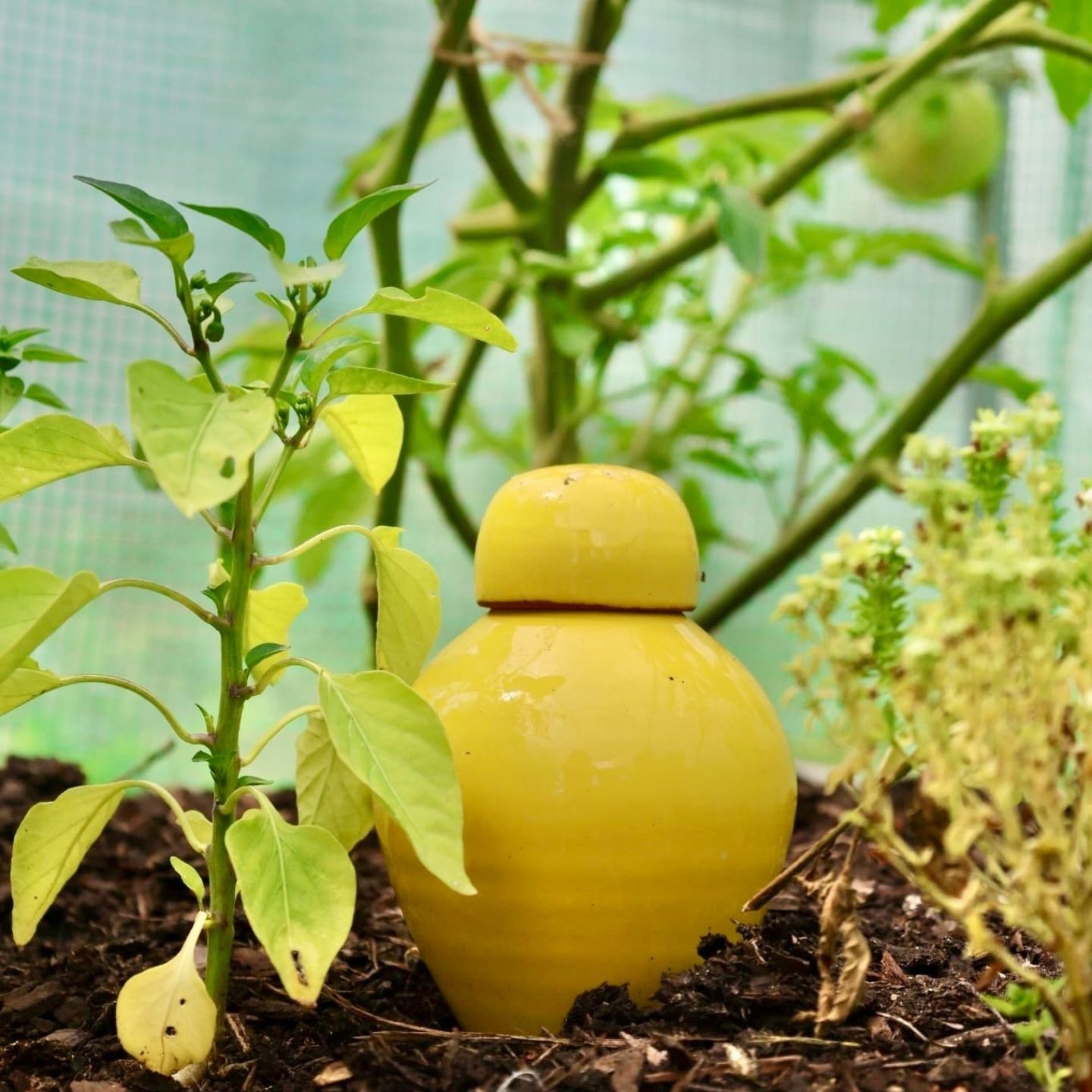 Ollas Sabeur Acheter - Ollas Lutton - Arrosoir autonome