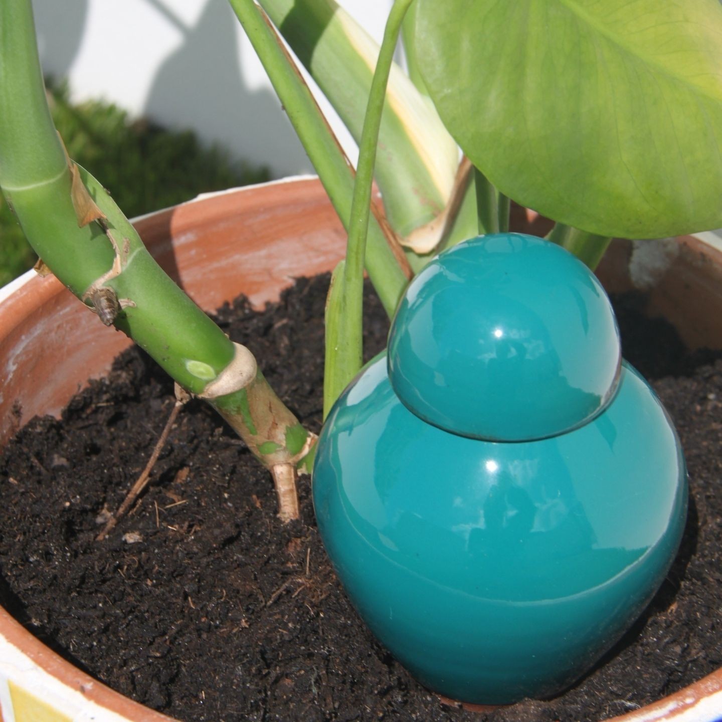 Ollas Sabeur – Ollas Lutton – Autonoomne kastmissüsteem