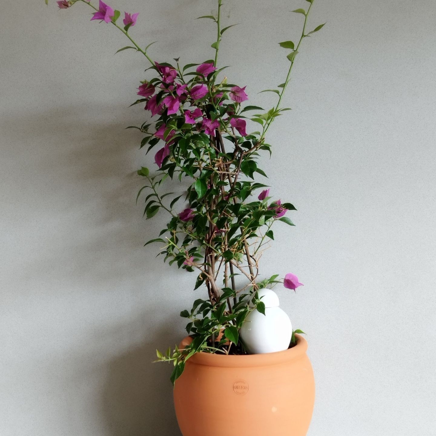 Ollas Sabeur – Ollas Lutton – Autonoomne kastmissüsteem