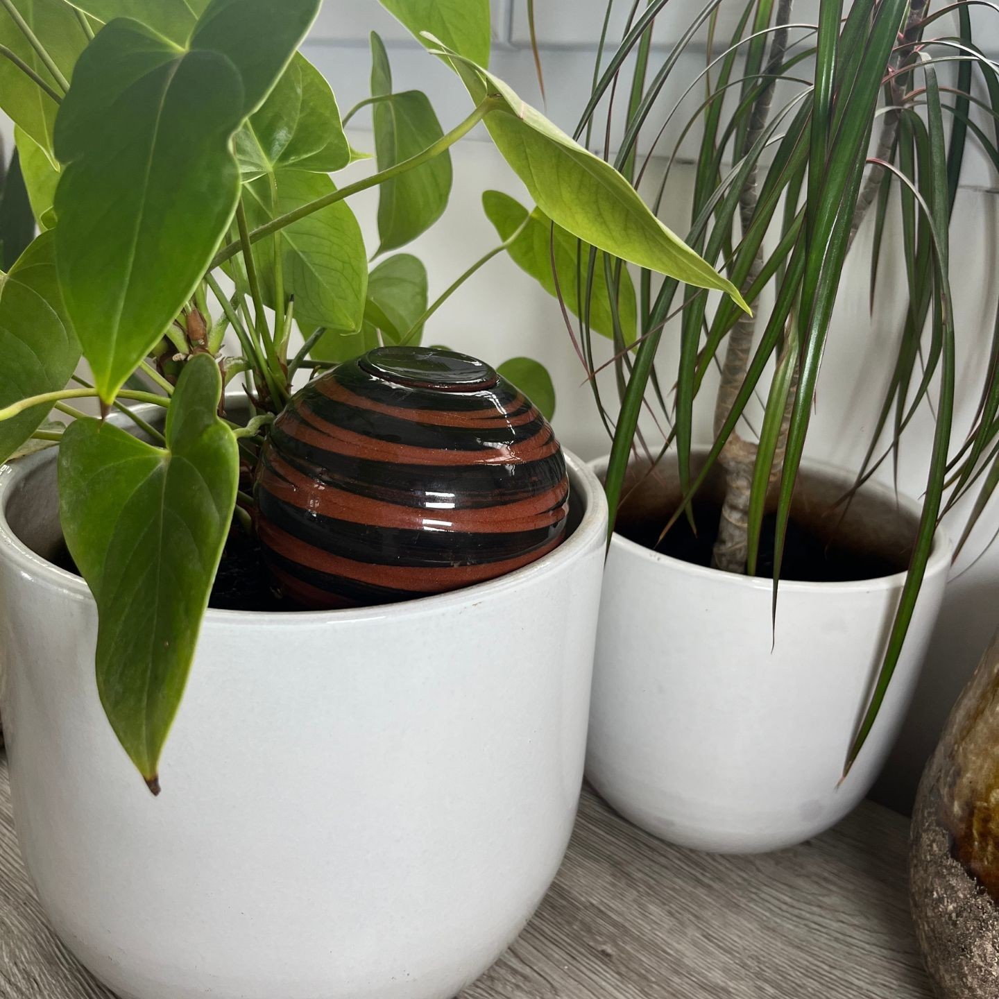 Ollas à Planter Spiral - Irrigation Autonome et Élégant