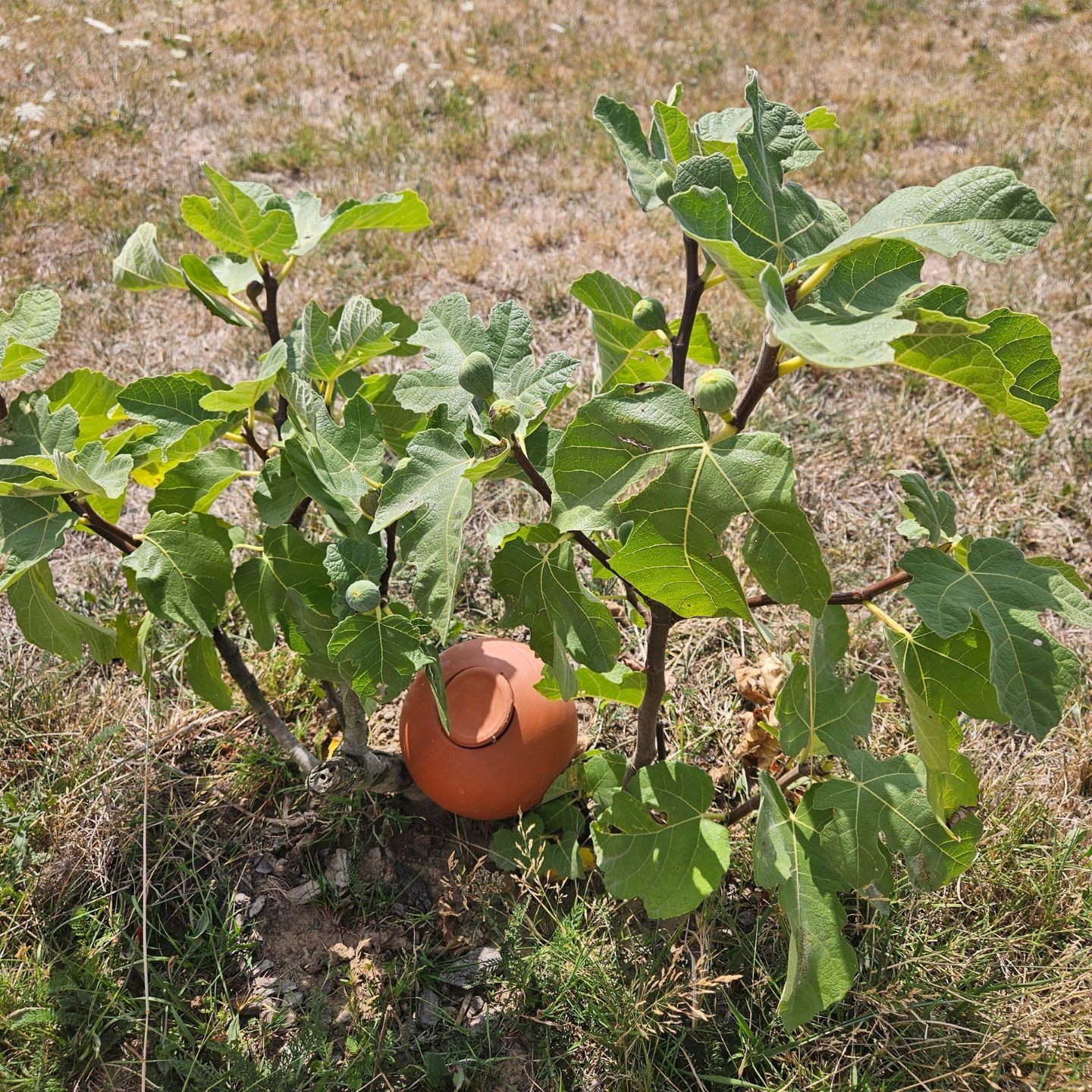 Ollas à Planter Large 1L Nature – Arrosage Autonome Écologique pour Plantes d'Intérieur | Poterie Lutton