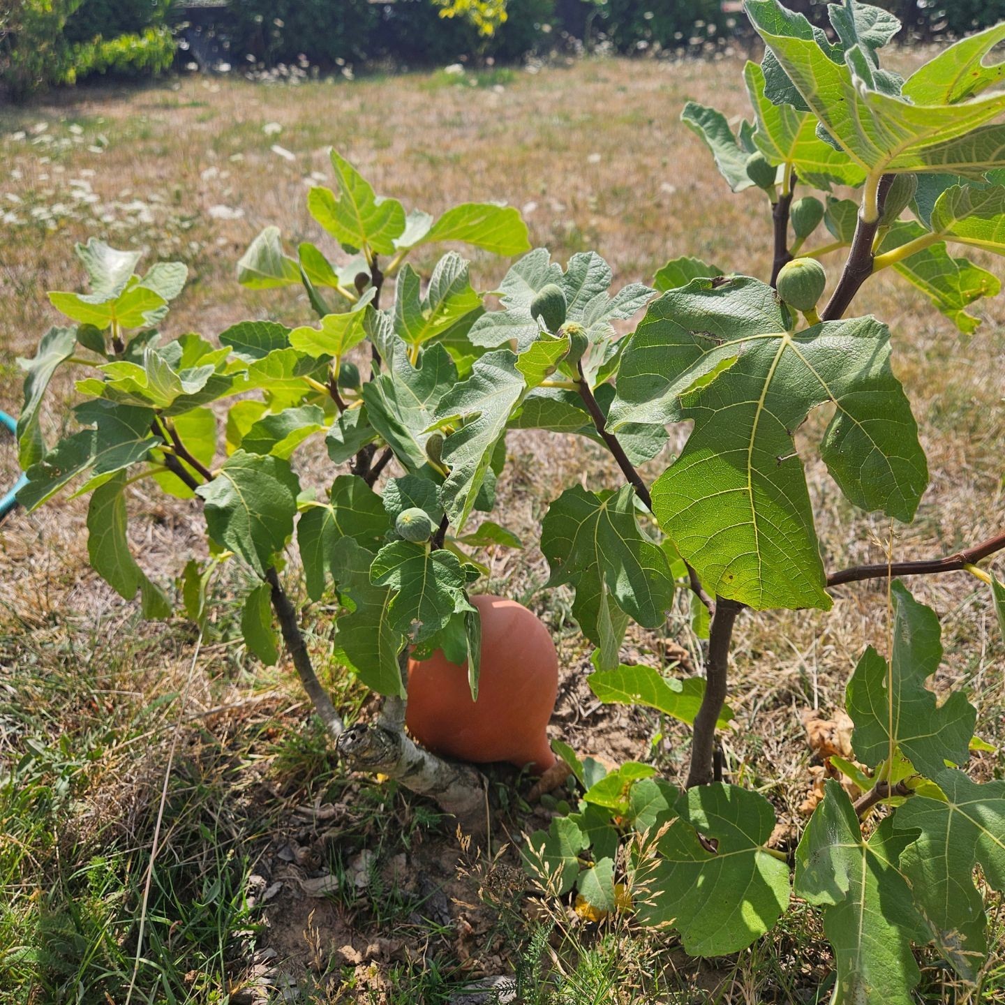 Ollas à Planter Large 1L Nature – Arrosage Autonome Écologique pour Plantes d'Intérieur | Poterie Lutton