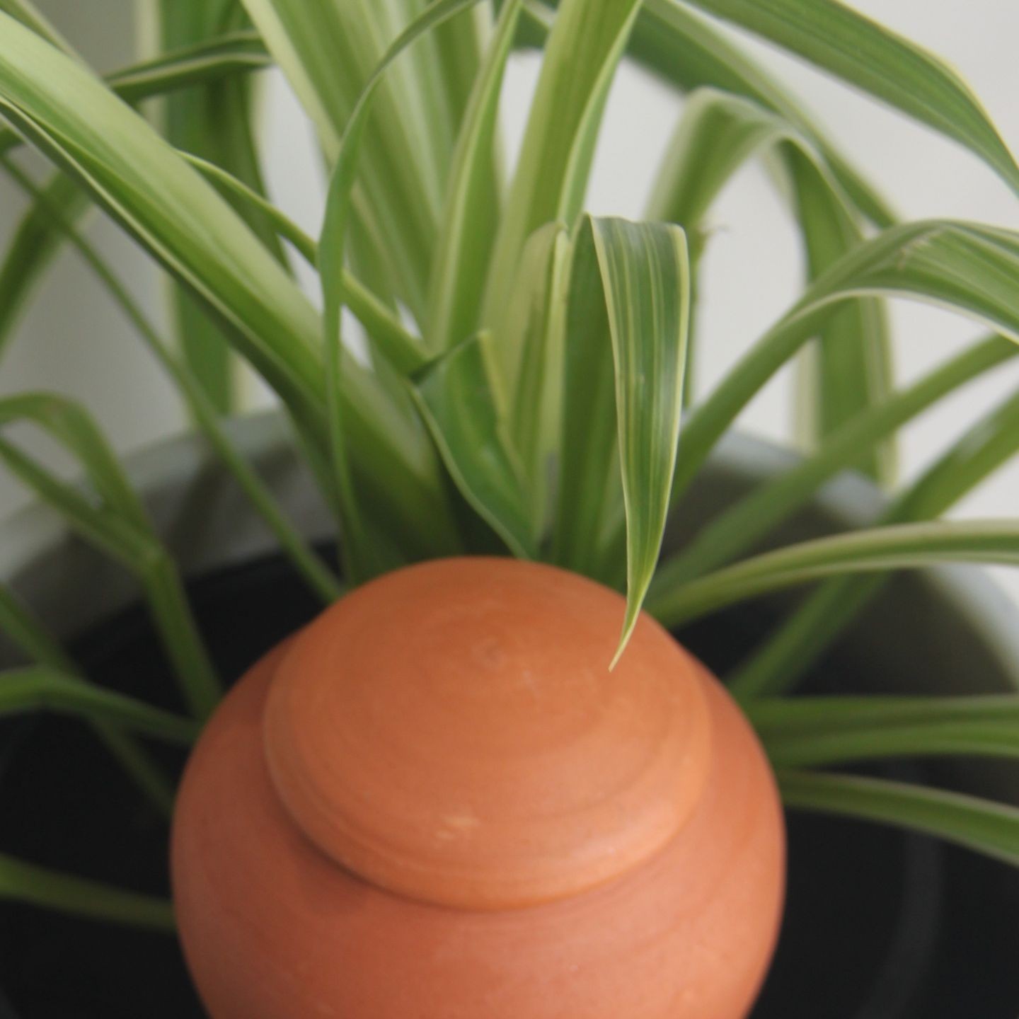 Couvercle universel pour Ollas à Planter - Solution Pratique et Élégante