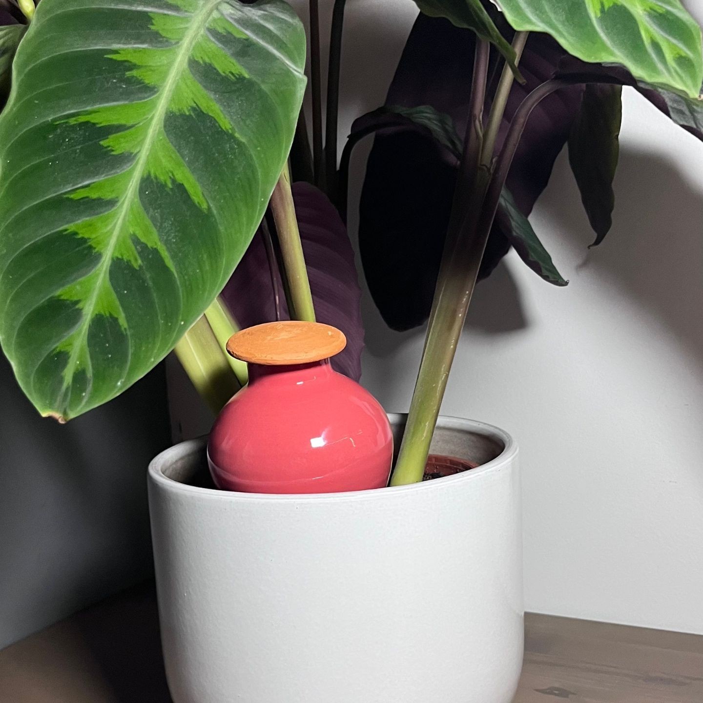 Couvercle universel pour Ollas à Planter - Solution Pratique et Élégante