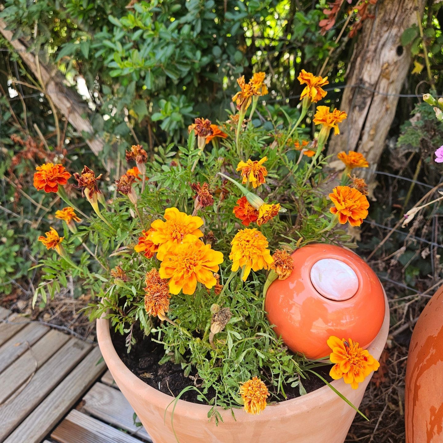 Ollas à Planter Marbre Acheter - Ollas Lutton - Diffuseur d'eau autonome