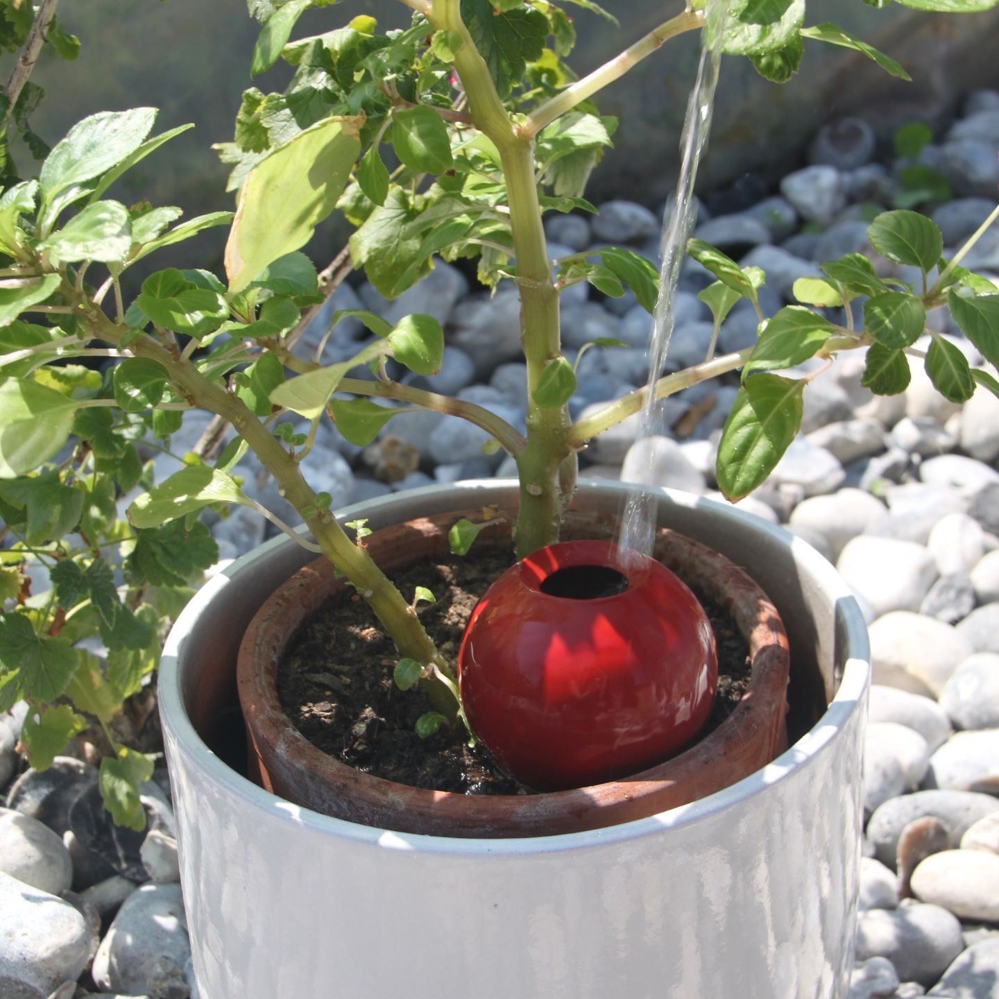 Mini Ollas à Planter Acheter - Ollas Lutton - Diffuseur d'eau autonome