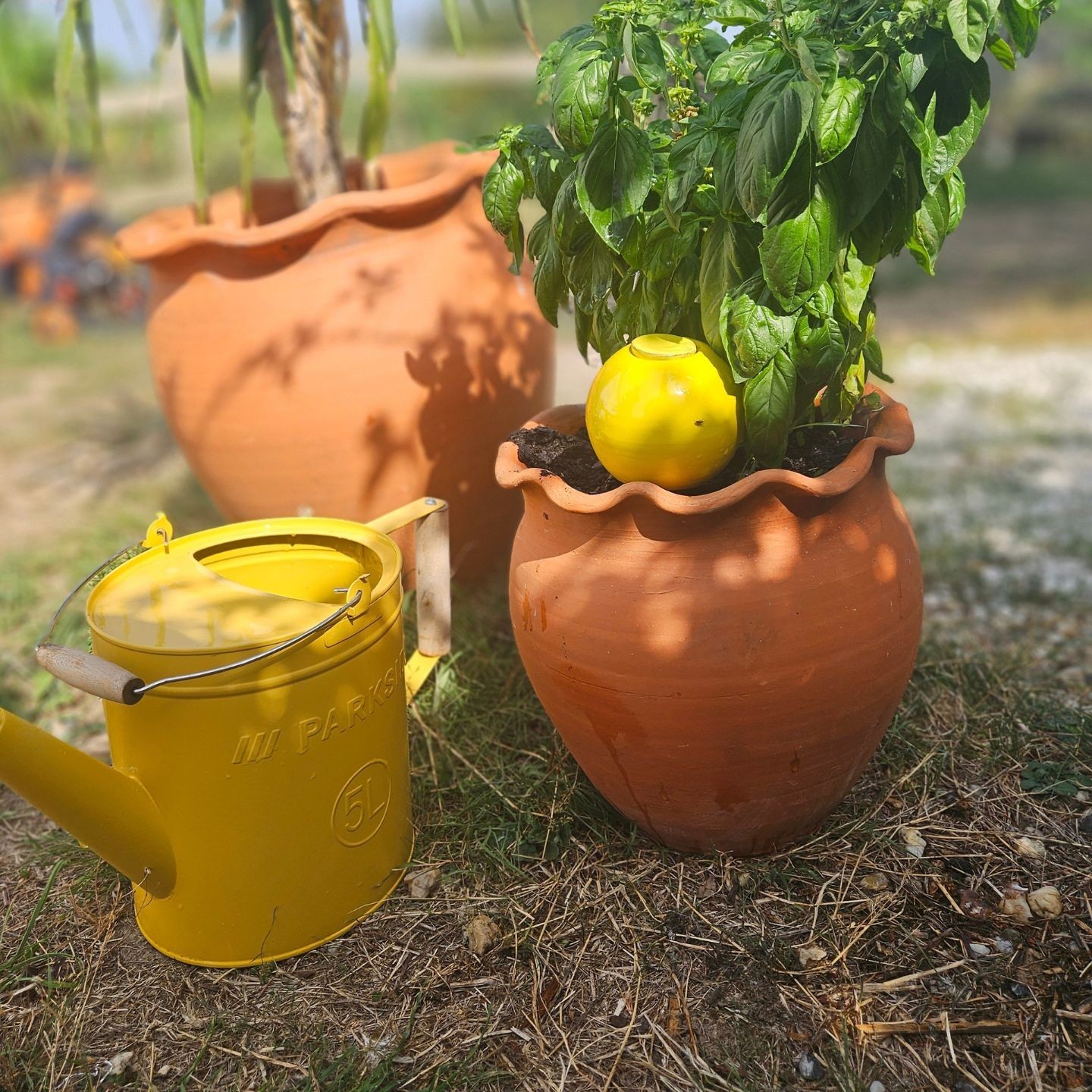 Mini Ollas à Planter Acheter - Ollas Lutton - Diffuseur d'eau autonome