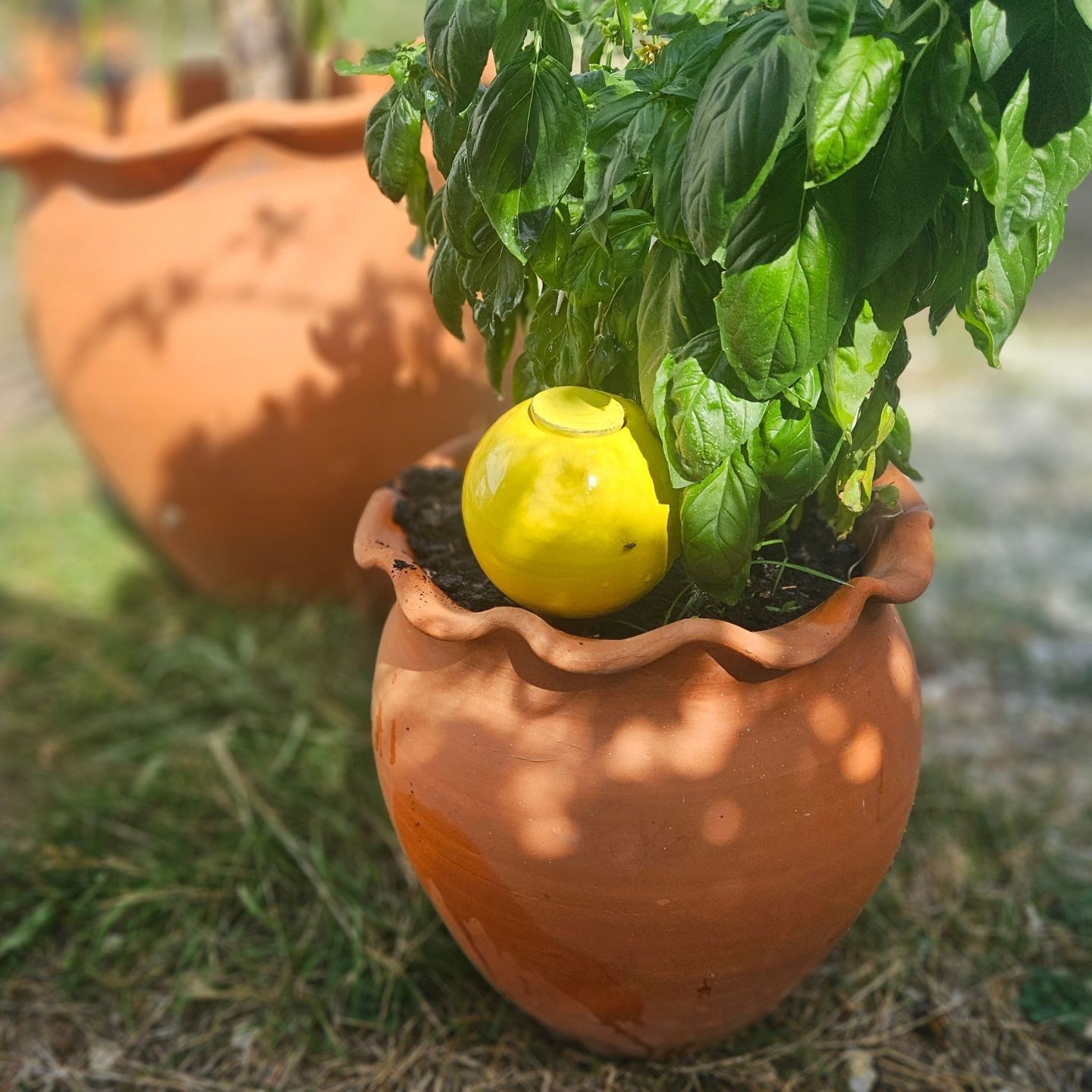 Mini Ollas à Planter Acheter - Ollas Lutton - Diffuseur d'eau autonome